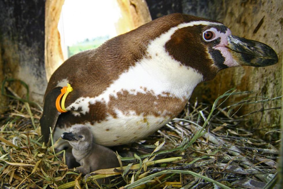 penguin-with-offspring