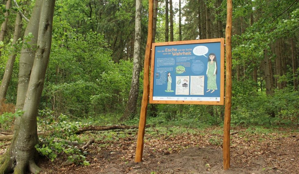 Ash tree board nature trail